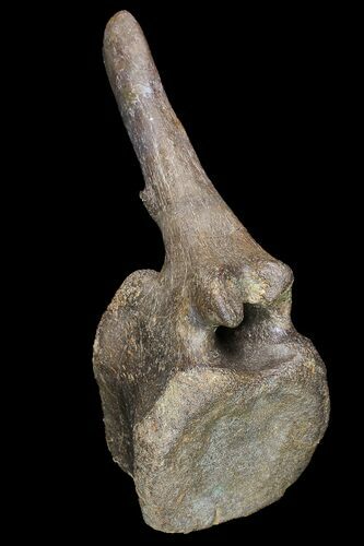 Hadrosaur Caudal Vertebra - Alberta (Disposition #-) #92783